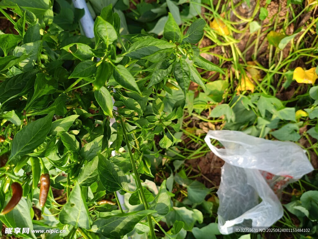 花园中的白色物件与绿植