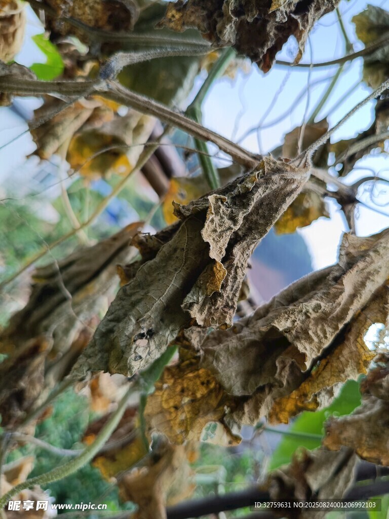 枯萎植物上的多彩光斑