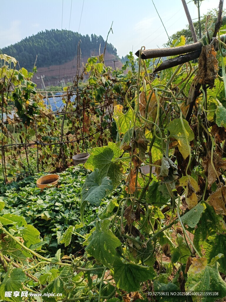 田园蔬菜藤蔓繁茂景象