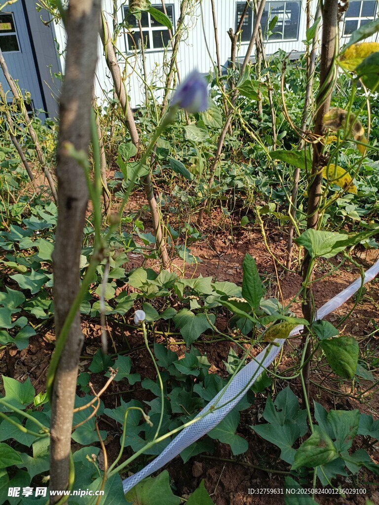 花园中带防护带的植物景观
