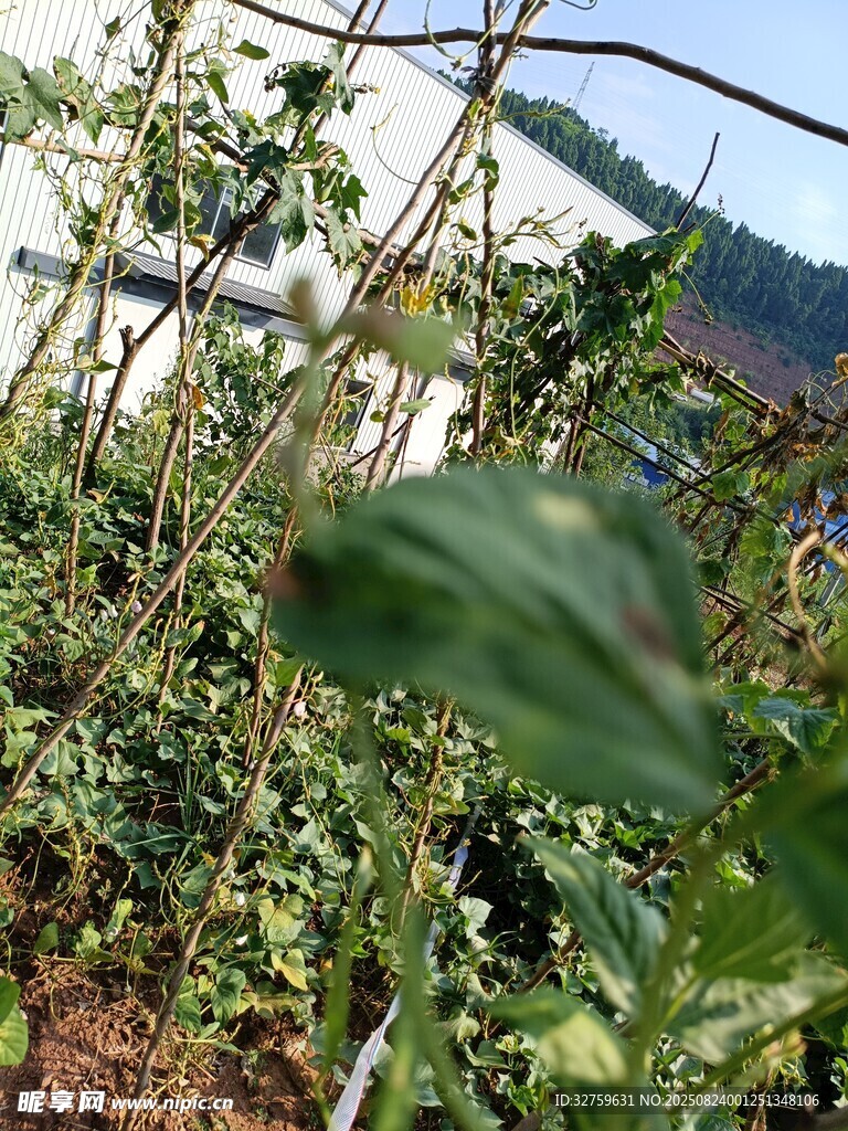 田间繁茂的绿色植物
