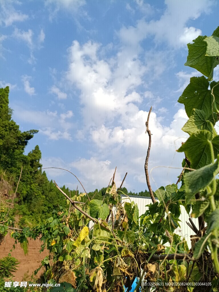 田园风光中的繁茂植物
