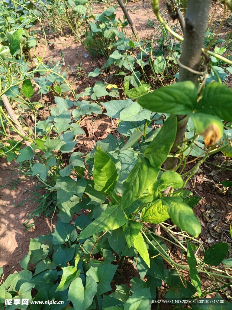 田间绿植生机勃勃