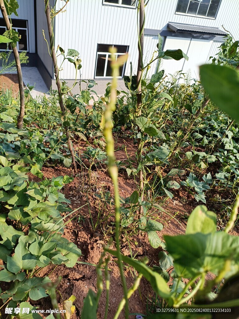 庭院中的绿植与玉米植株