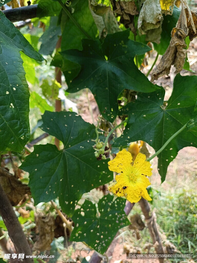 藤蔓上的黄色小花