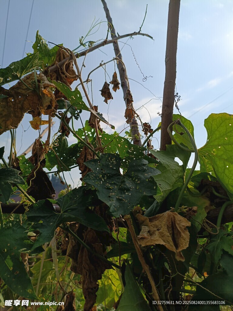 枯萎与生机并存的瓜藤