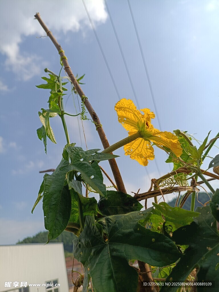 藤蔓上的明艳黄色花朵