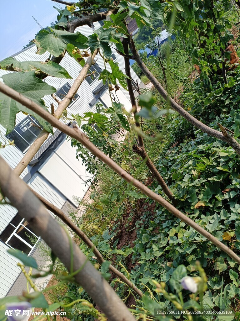 繁茂绿植中的自然景致