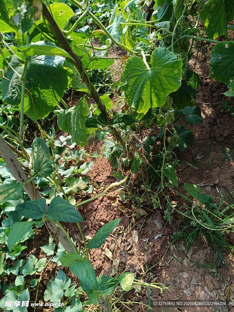 田间生长的繁茂绿色植物