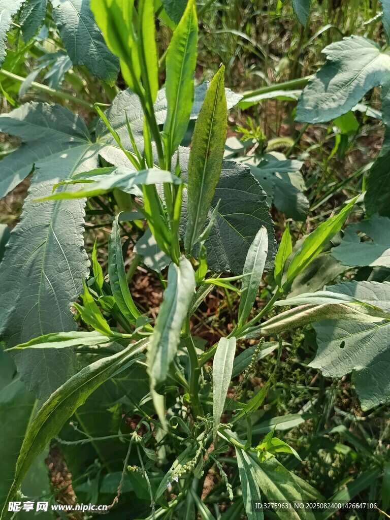 田间茂盛绿植景象