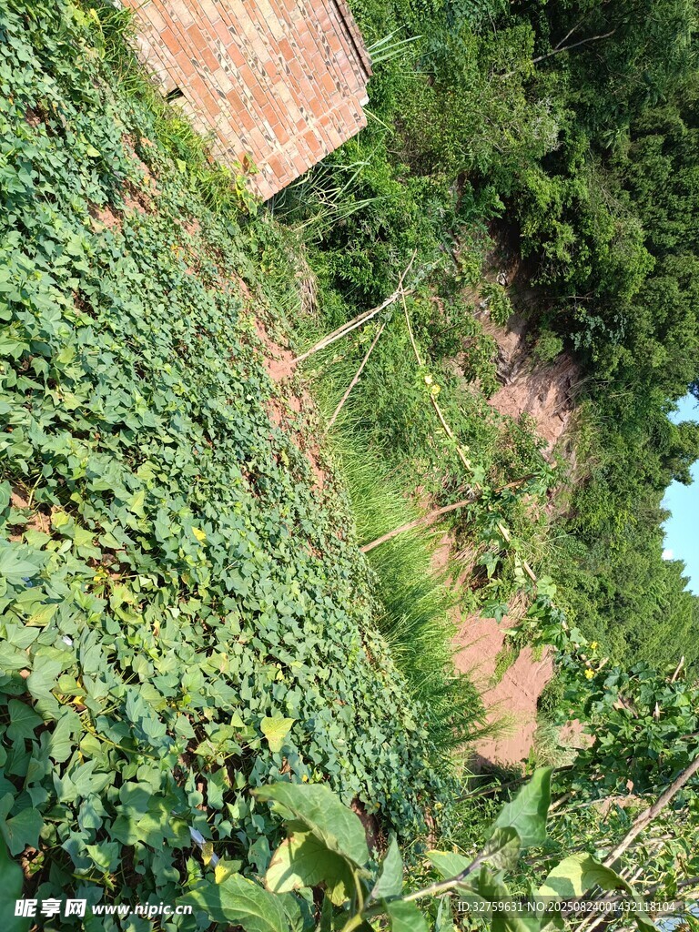 藤蔓覆盖的古朴建筑一角
