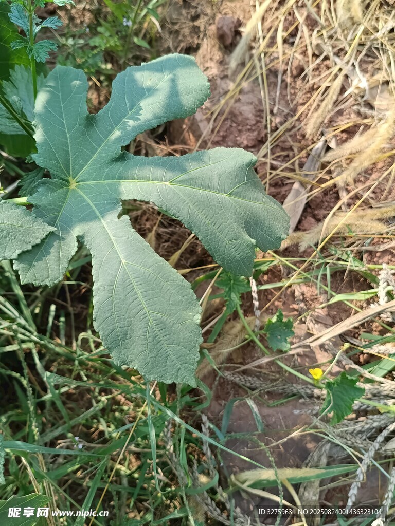 绿叶生于草丛中
