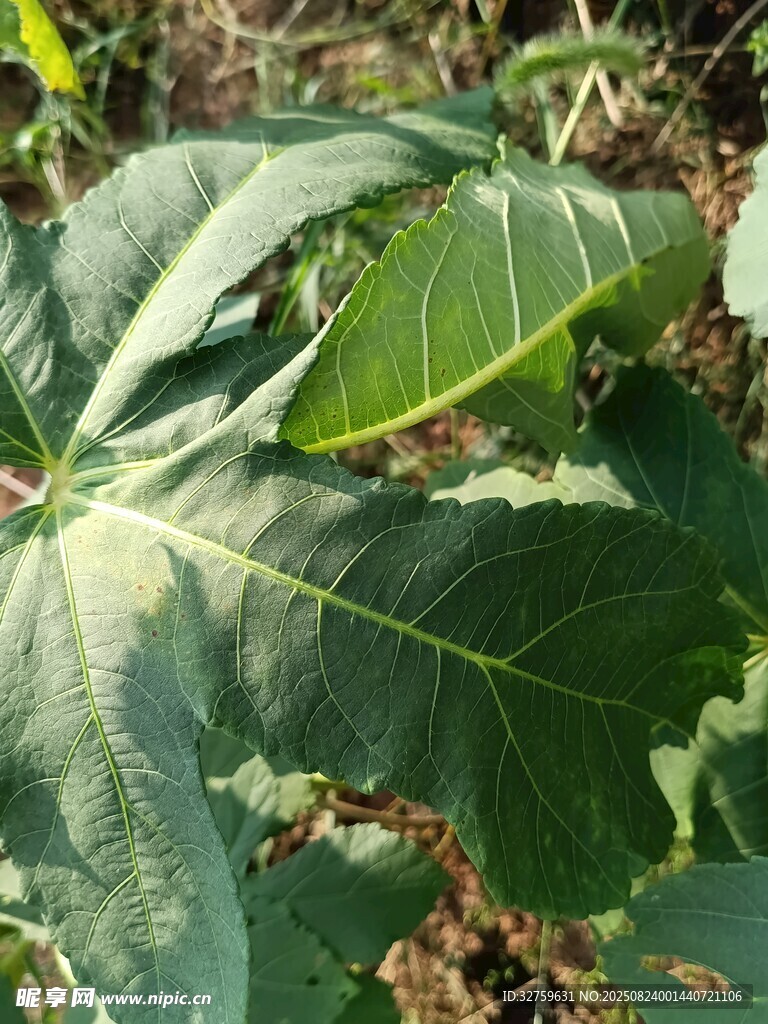 宽大翠绿的植物叶片