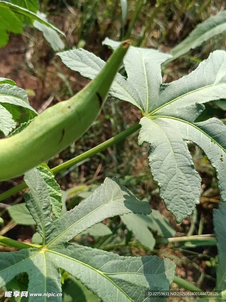 绿色植物上的长形豆荚