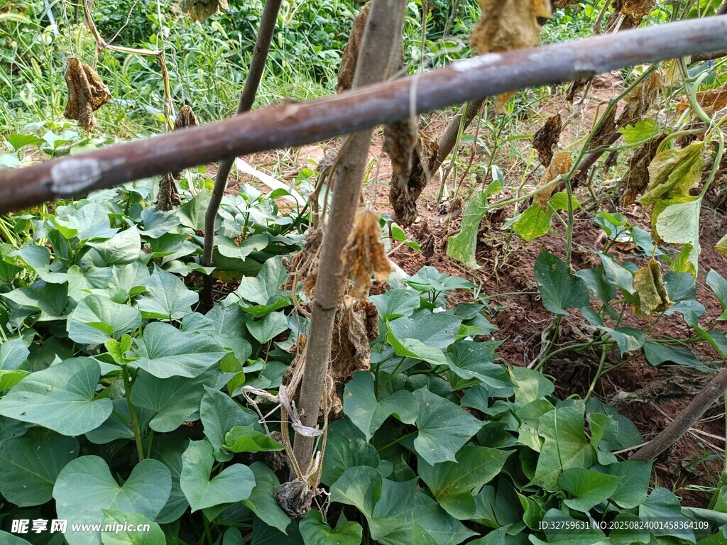 生锈栏杆旁的繁茂绿植