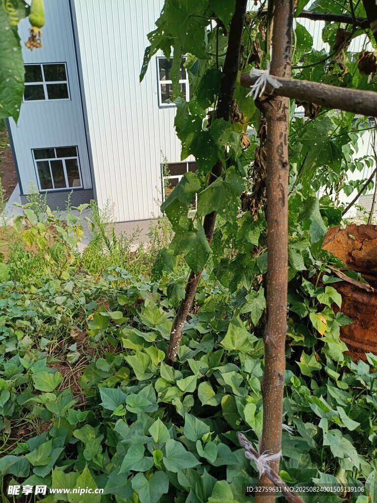 庭院绿植攀爬支架景观