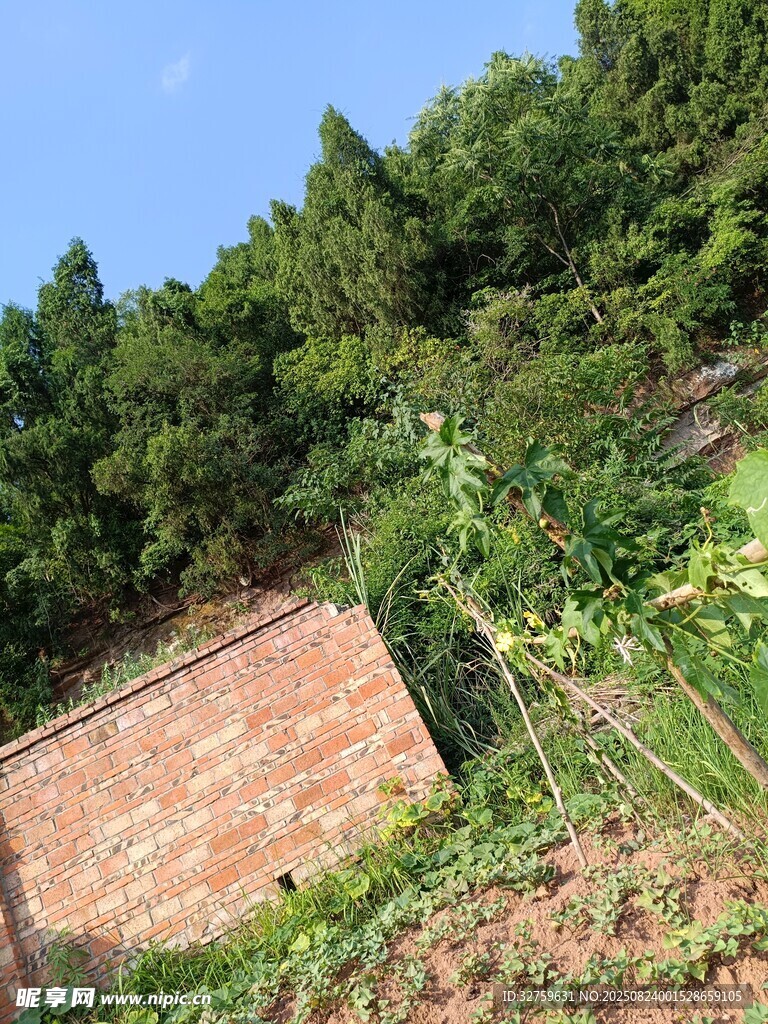 乡村砖墙旁的绿植风景