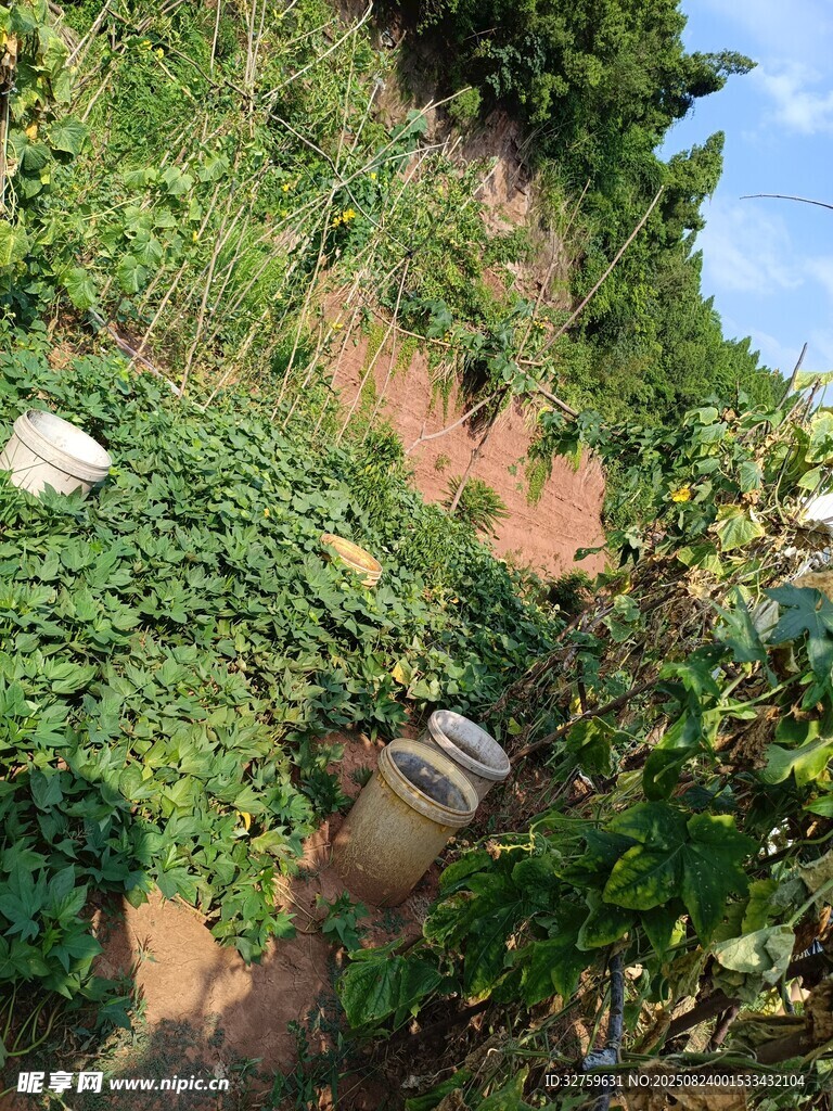 山坡绿植覆盖景象