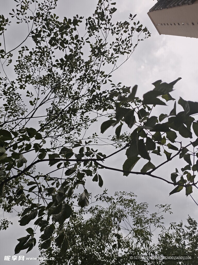 雪覆枝叶的景象