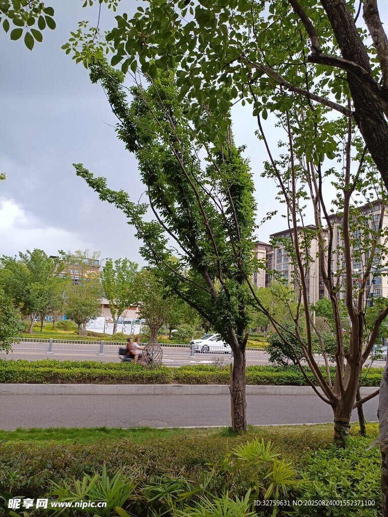 路边绿树与远处建筑景观
