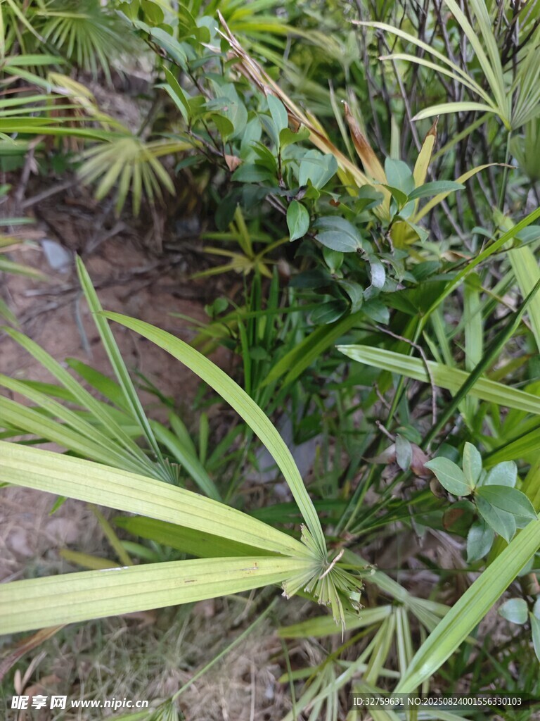 翠绿植物景观