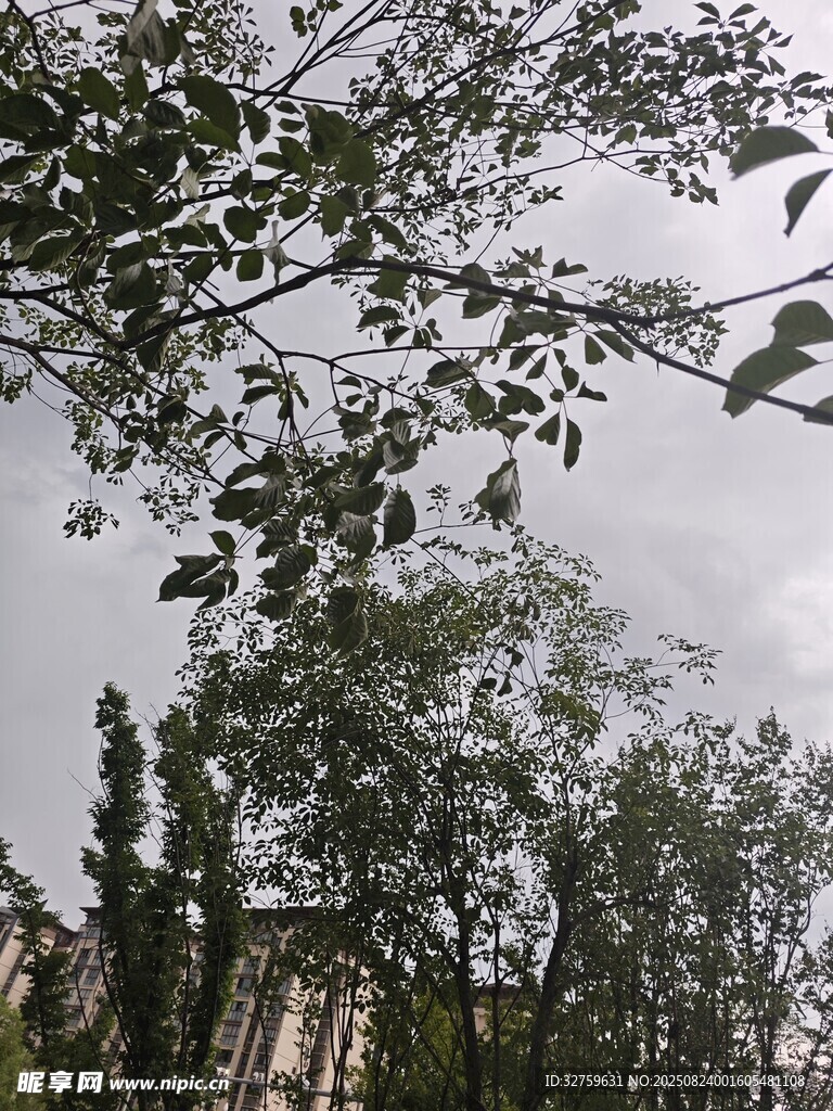秋日树梢与朦胧天空