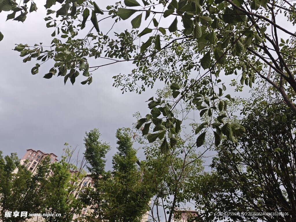 透过枝叶看阴沉天空
