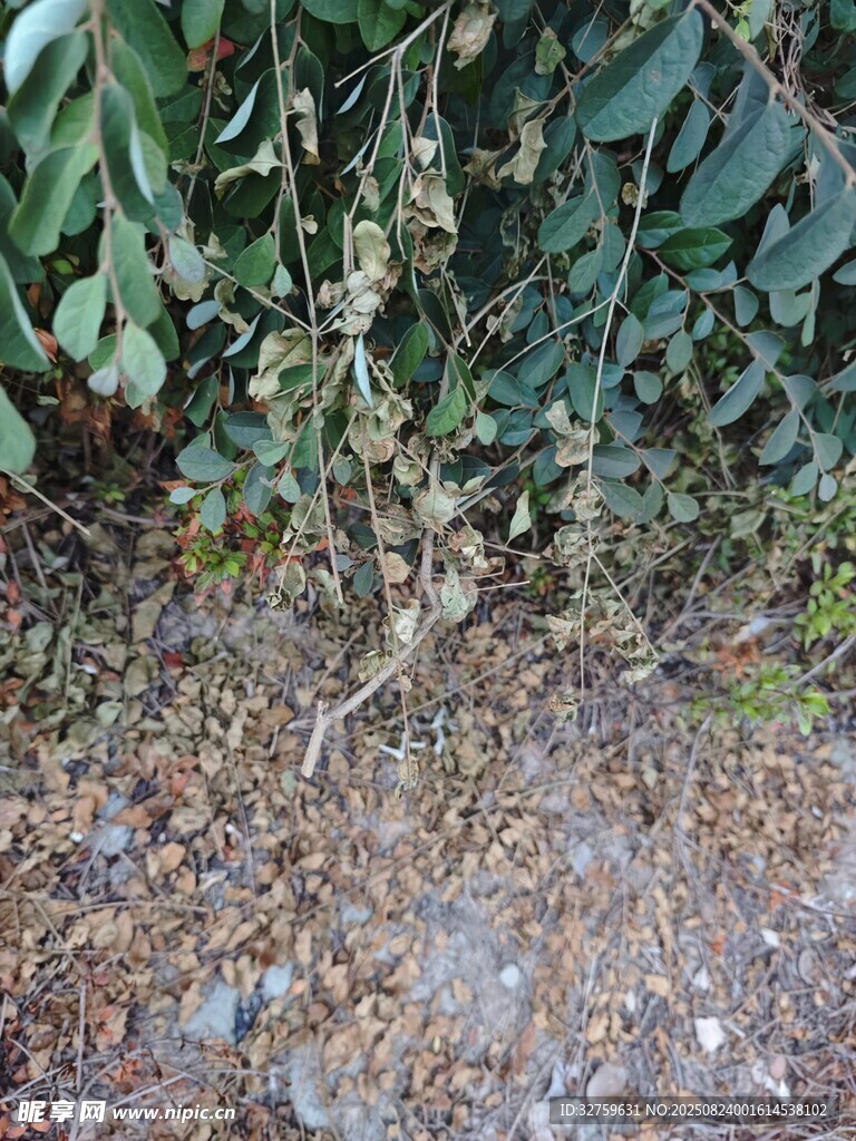 地面与攀附植物景象
