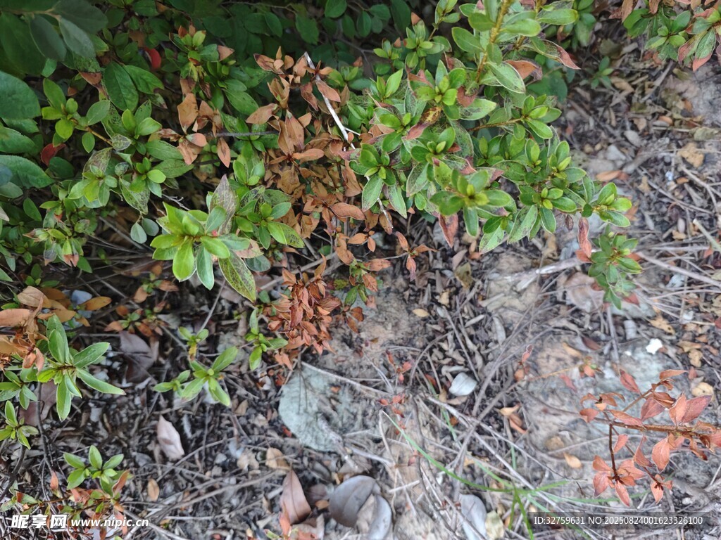 地面绿植与碎石景象