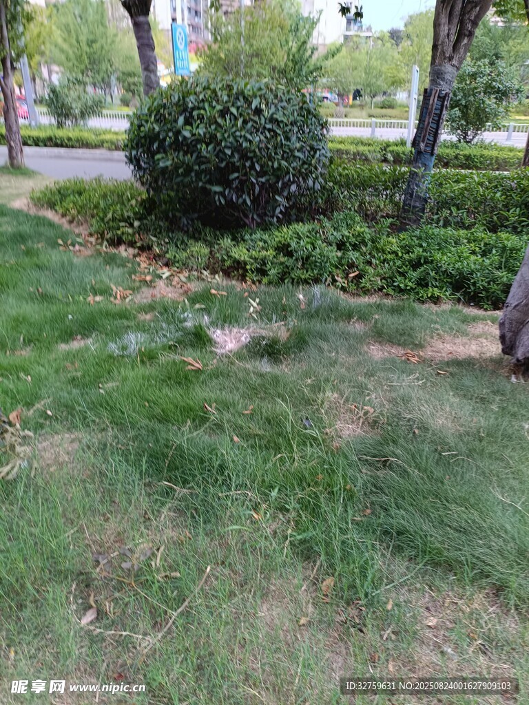 户外草地绿植景观一角