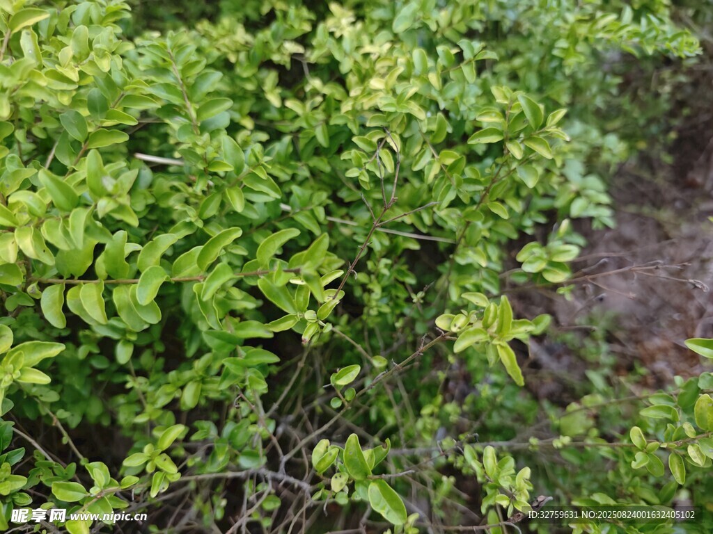 翠绿繁茂的植物景观