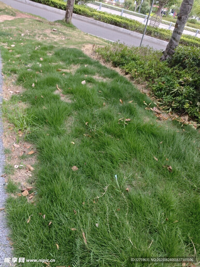 路边翠绿草地景观