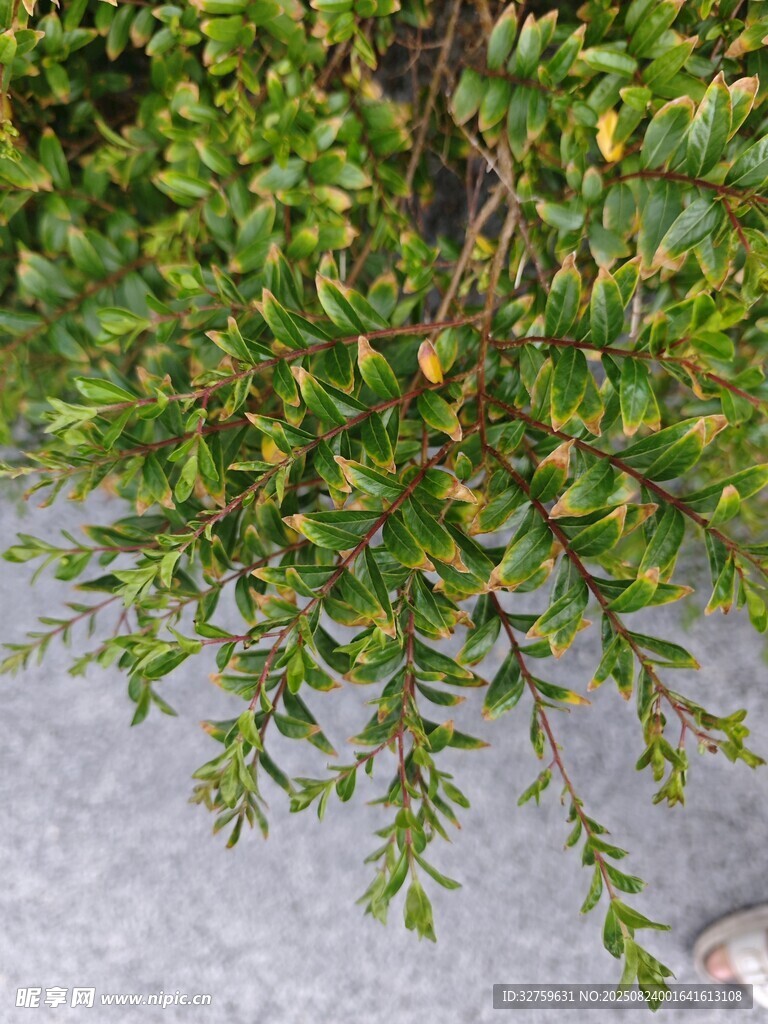 翠绿灌木枝叶特写