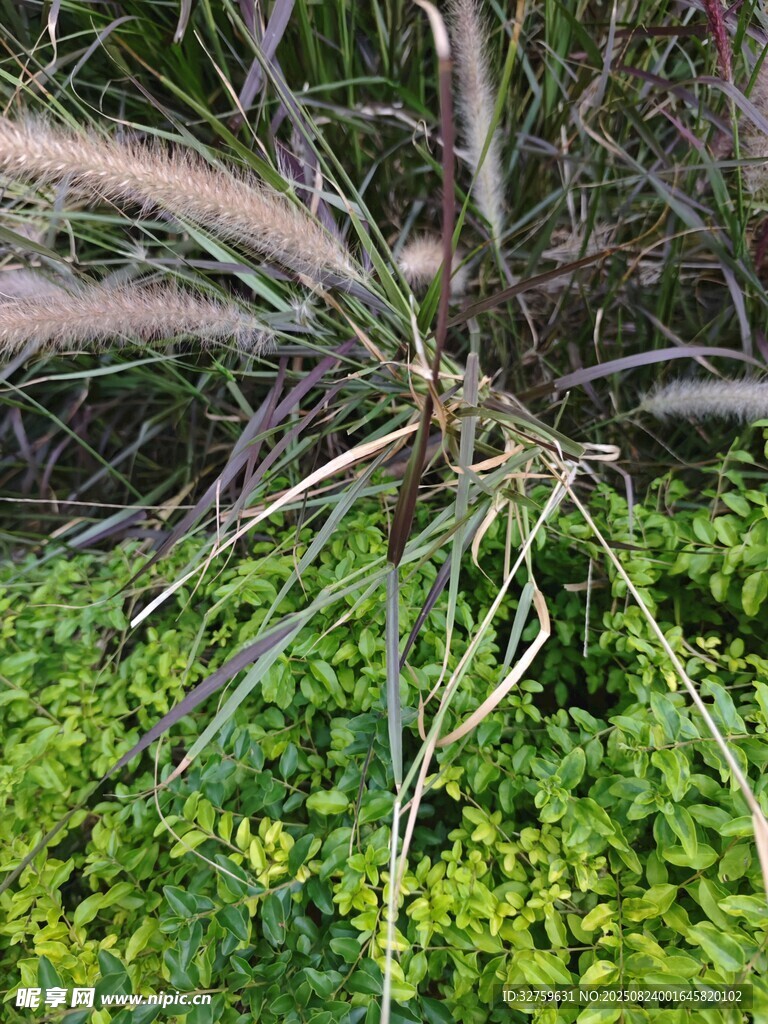繁茂绿植与交错根系景观