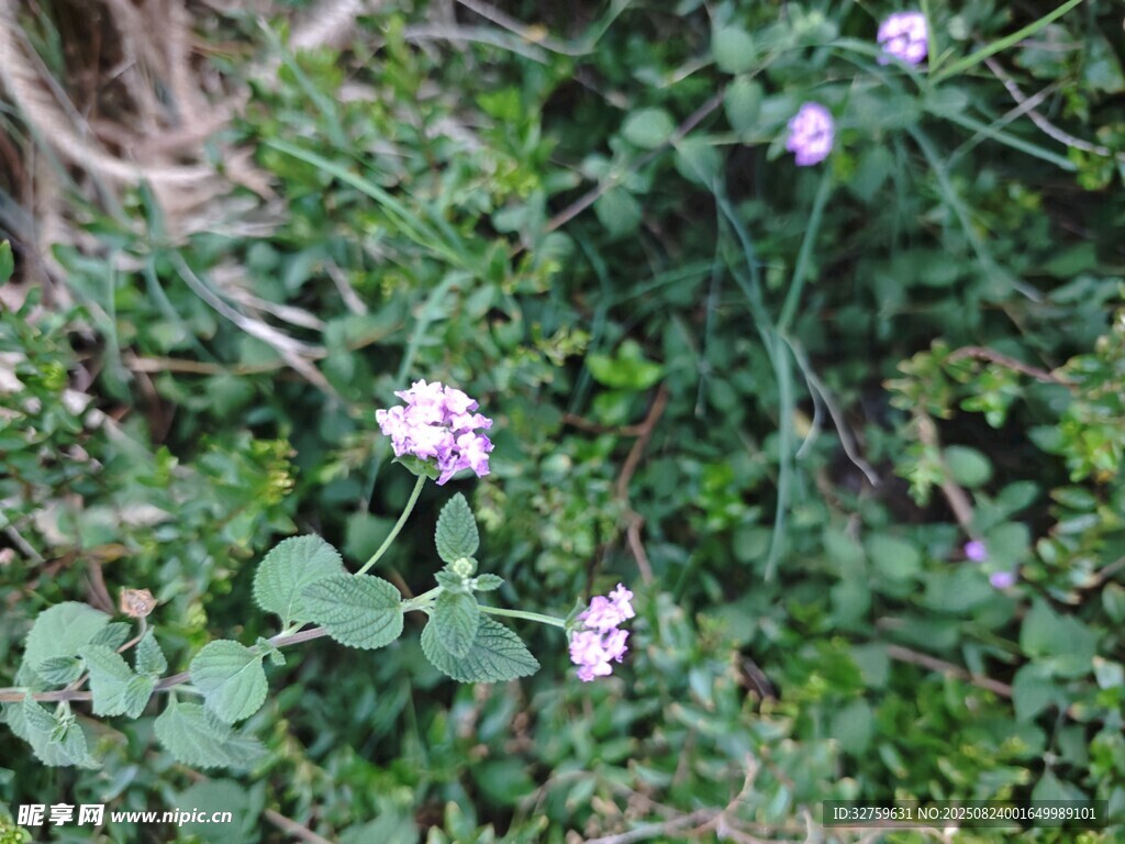 草丛中的紫色小花