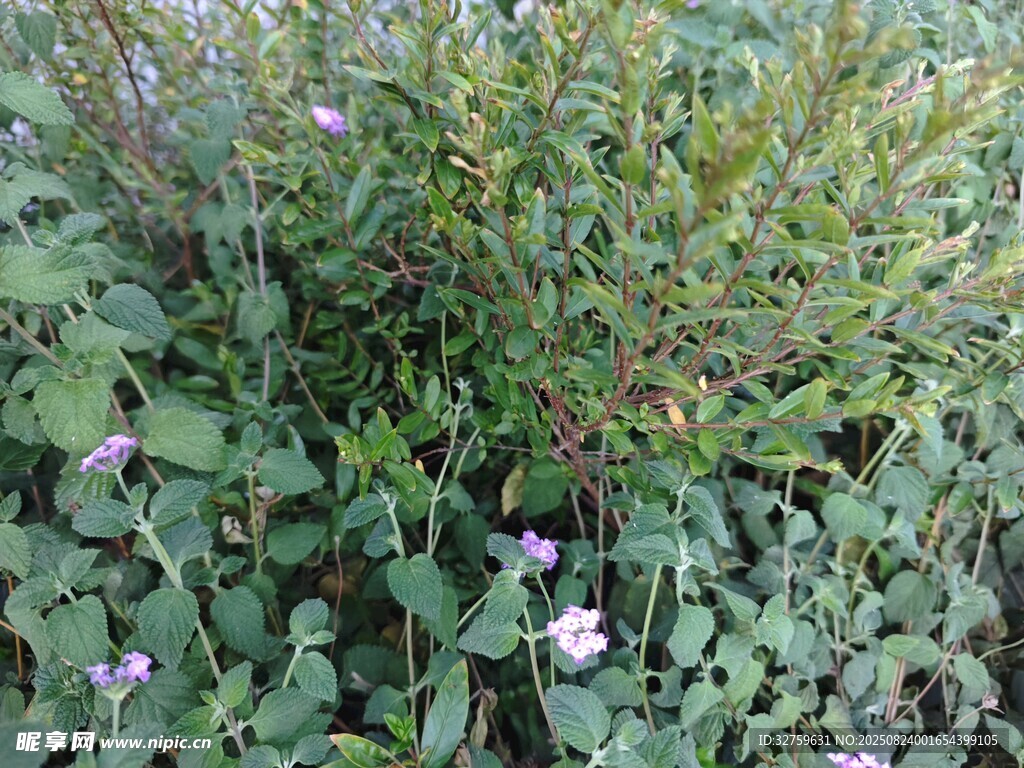 绿叶丛中的紫色小花