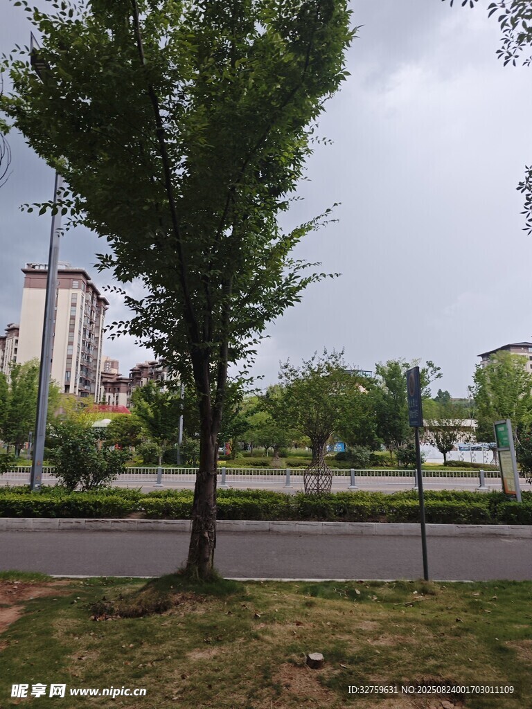 城市路旁绿树景观
