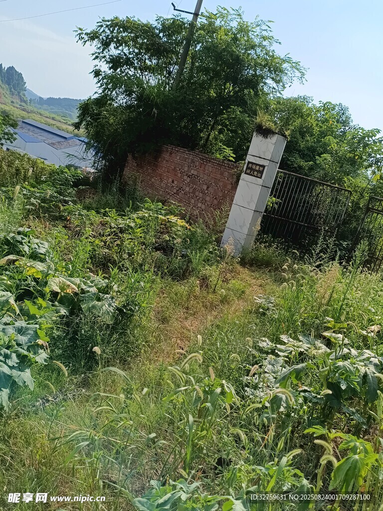 荒废庭院杂草丛生景象