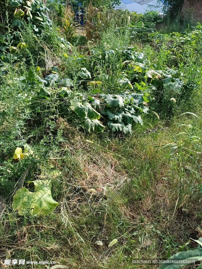 田园蔬菜绿植景观