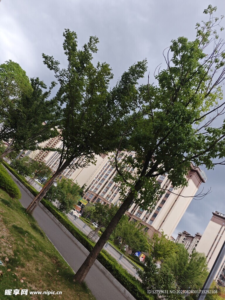 城市中的绿树与高楼景观