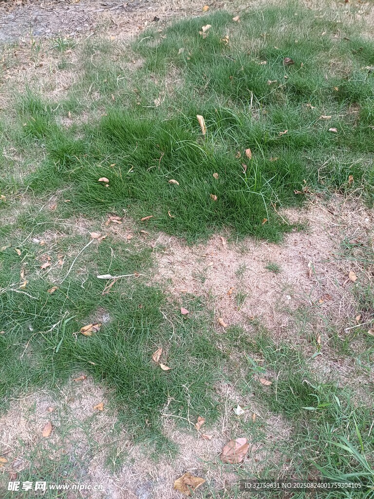 斑驳草地景象
