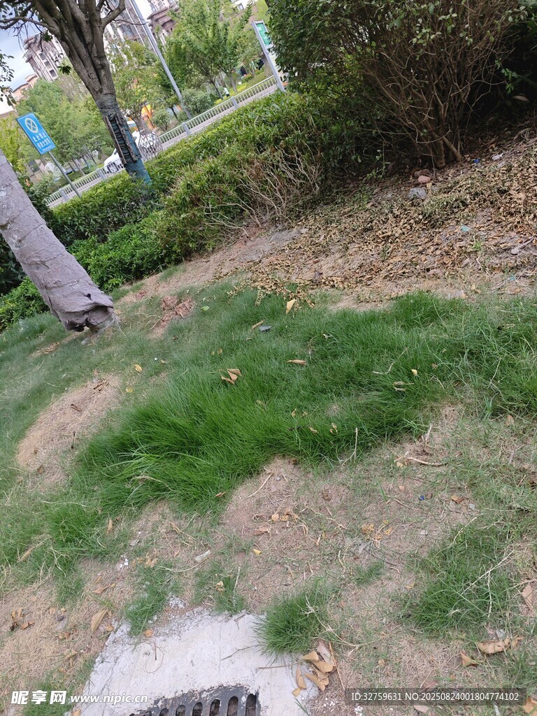 户外草地景观