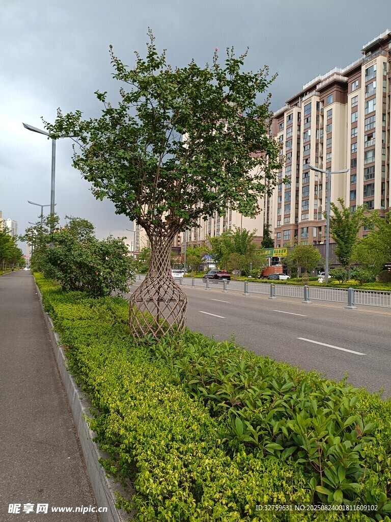 城市道路旁的绿植与建筑