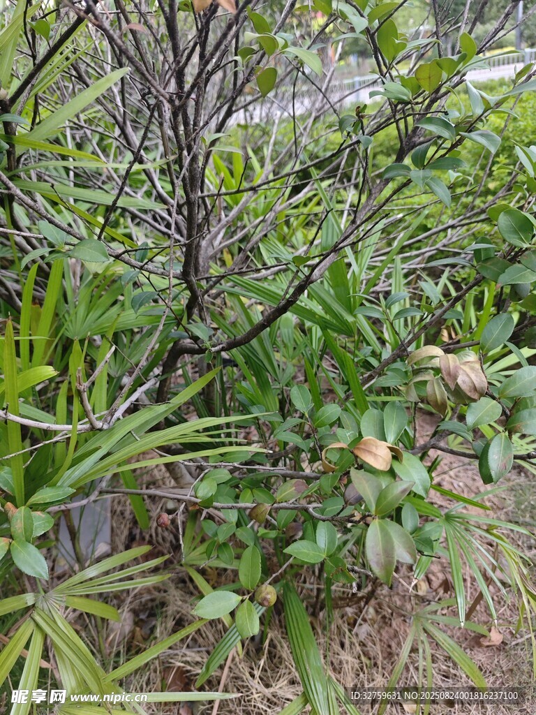 户外繁茂绿植景象