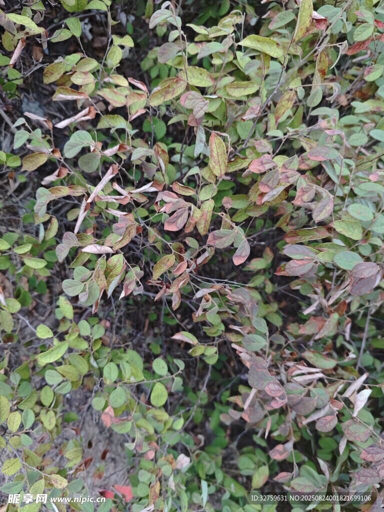 多彩叶片植物景观