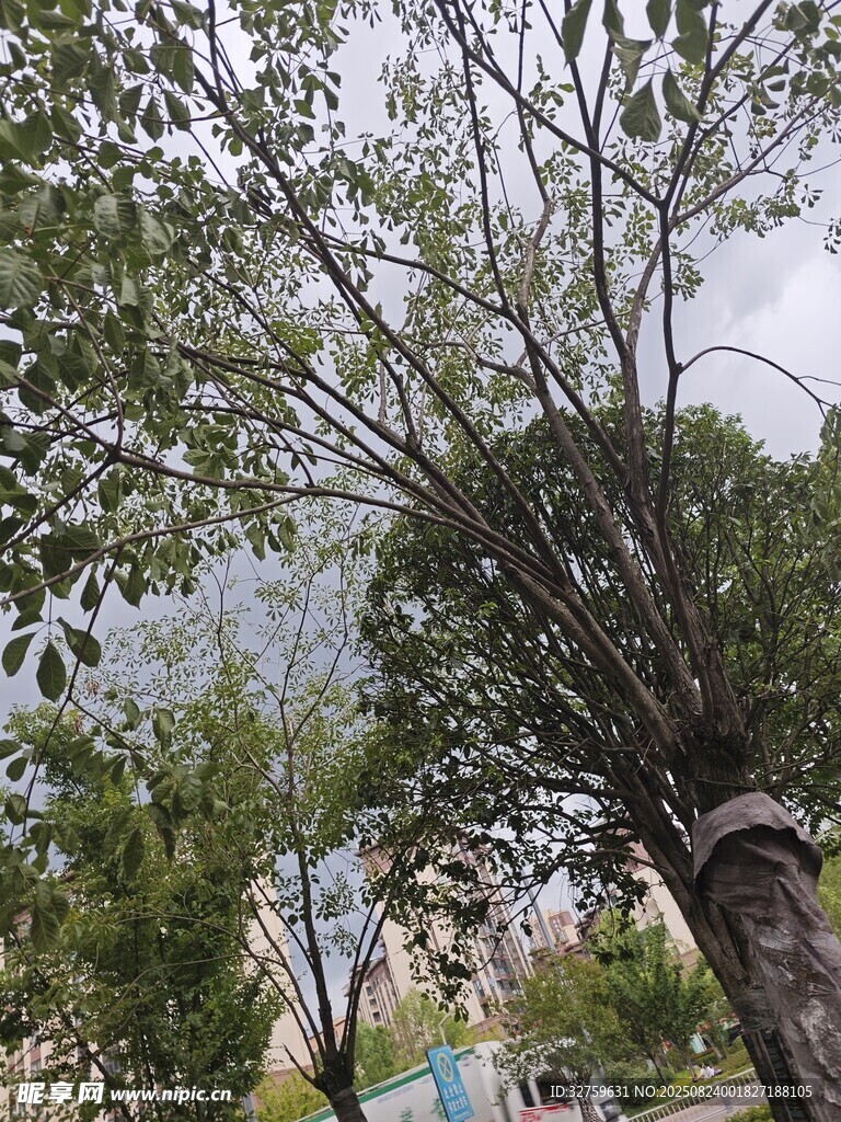 户外树木与晾晒的衣物