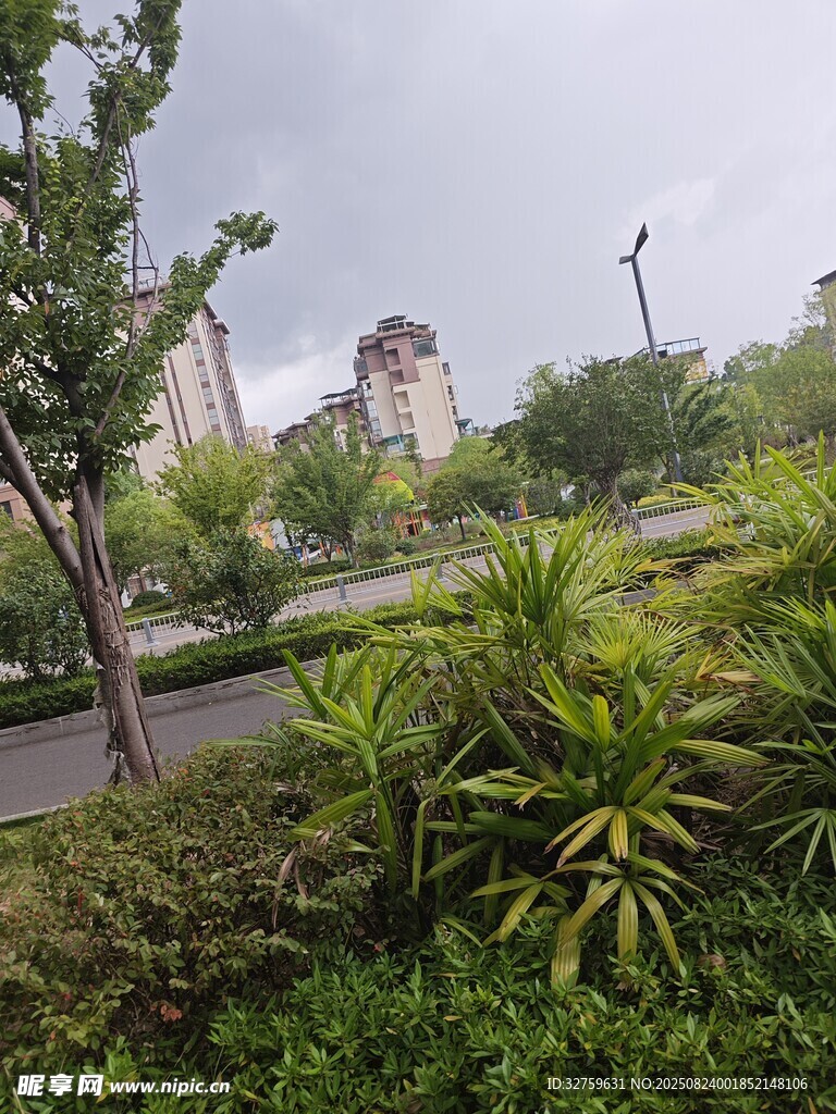 城市路边绿植与远处建筑