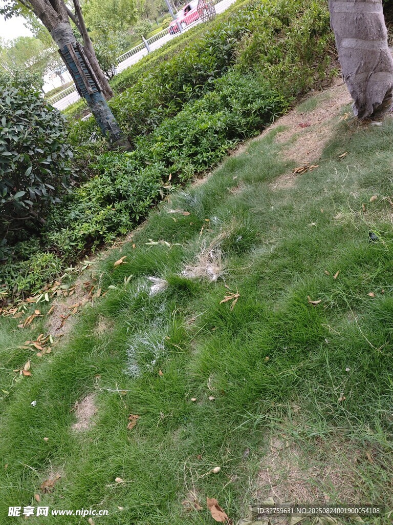 户外草地绿植景观