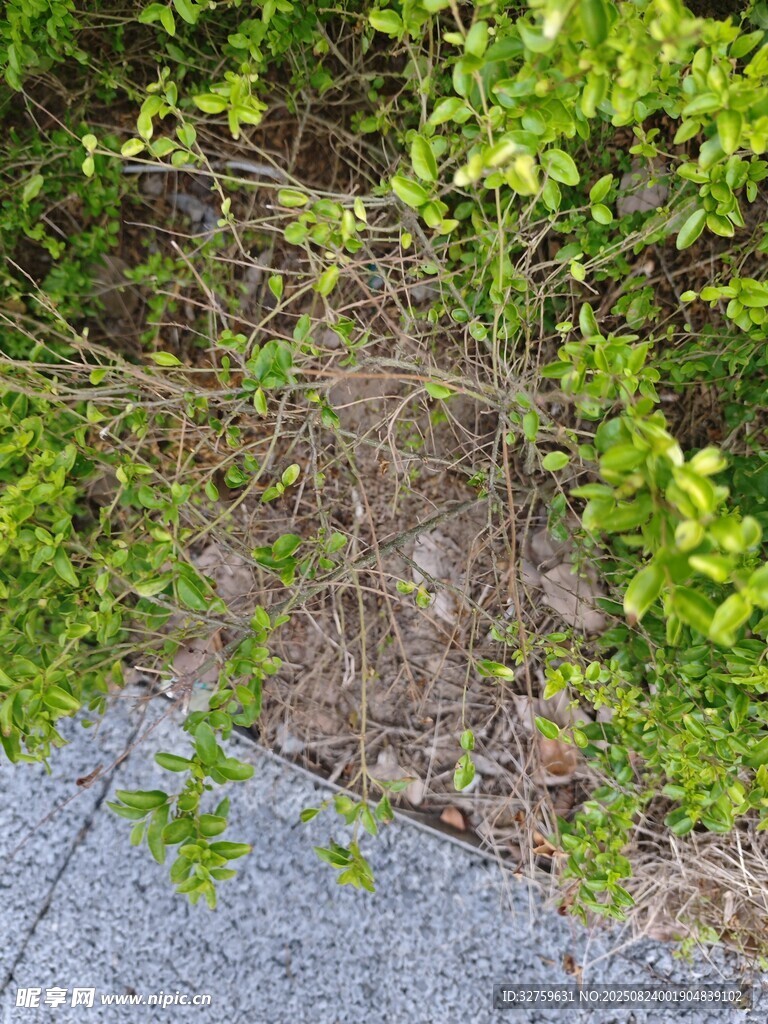 路边繁茂绿植景象