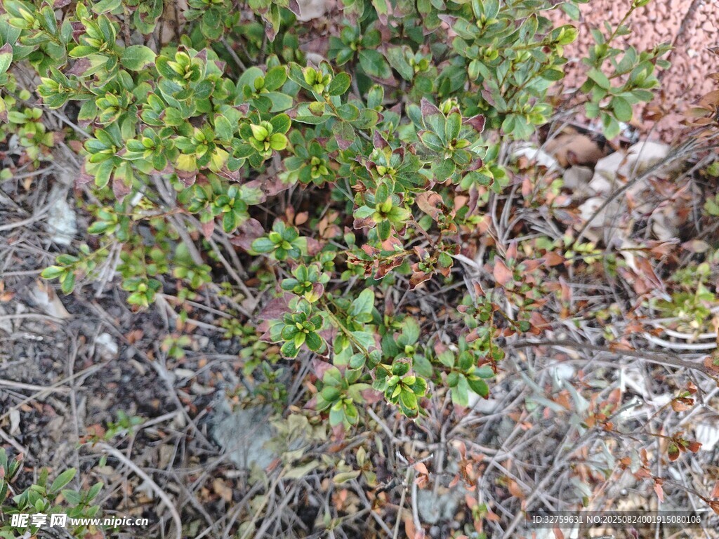 地面的绿色与褐色植物